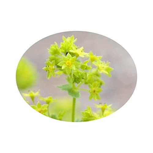 L'Herbôthicaire Tisane Alchemille Bio 60g
