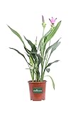 eGarden.store