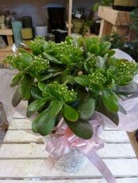 Amazon お金のなる木 成金草 花月 かげつ 花付き縁起の良い植物和を代表する花シンプル籐カゴタイプ 室外 明るい室内の窓辺向け プレゼントや景品にも ミニ観葉植物サイズ 多肉植物 サボテン 鉢植え 観葉植物 オンライン通販