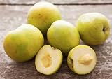 White Sapote Seeds - Casimiroa Edulis - Casimiroa - Zapote Blanco - Mexican Apple