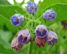 Miniatura 1 de Semilla de consuelda (Symphytum Officinale) utilizada como hierba curativa durante siglos