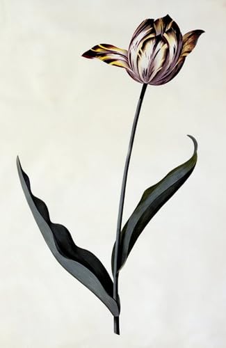Toile Tulipe Georg Dionysius Ehret pour décoration salon moderne et chic