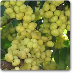 Garden basket Amla Seed (52 per packet) (B09VL7TTXN) Amazon Price History, Amazon Price Tracker