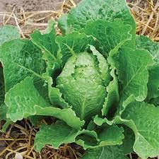 Fresh Green Romaine Lettuce 5\" to 6\" Heights, Fully Grown and Blown with Strong Roots.3 Plants in pots,Great for Window Seal or Backyard Garden