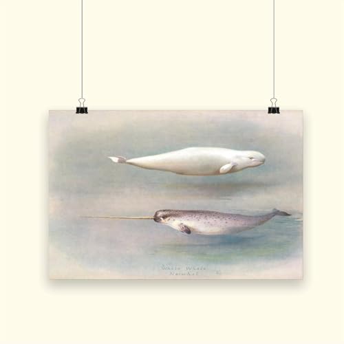 Poster Narval et baleine blanche décoration murale sans cadre