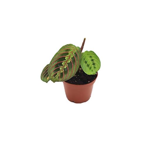 Red Maranta Prayer - 3" from California Tropicals Cover