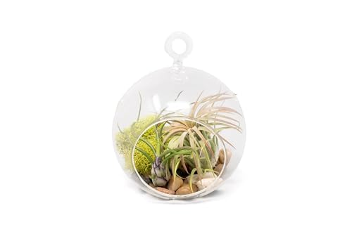 Stunning Flat Bottom Globe Terrarium Kit with Small Assorted Air Plants, Beige Stones and Moss Plant Terrarium - Live Tillandsia Air Plants Holder–Glass Terrariums for Plants and Succulents