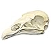 Turkey Vulture Skull (Teaching Quality Replica)