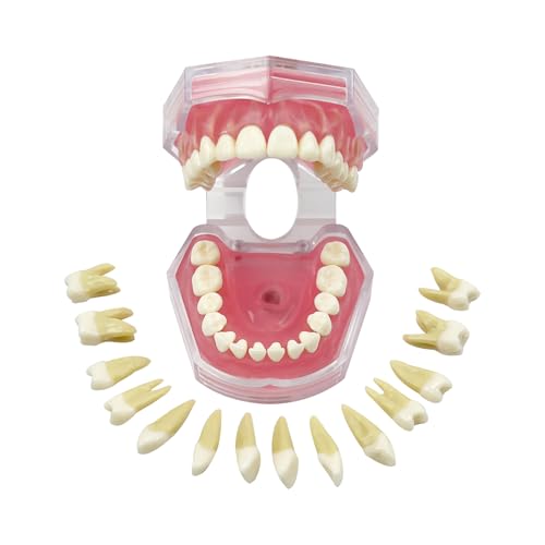 YOUYA - Demostración dental estándar, modelo de dientes dentales, herramienta de estudio, encías suaves, modo dental con 28 dientes extraíbles