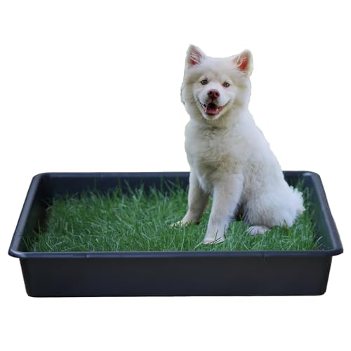 PetGround Empapador Ecológico para Perros, Alfombrilla de Césped Natural, Inodoro, Reutilizable, Caja Impermeable, Pack XXL (80cm x 80cm)