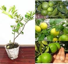 SEILOZBUNIA FARM- Seed Less Lemon Grafted Live Plant original Hybrid in a plastic grow bag outdoor plant ||For home garden plant tree. (B0CWRB8X45) Amazon Price History, Amazon Price Tracker