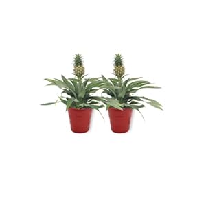 Ananas Comosus Ananas Boom – Ananasplant in rode pot – echte ananas – anti-snurkplant – onderhoudsvriendelijk…