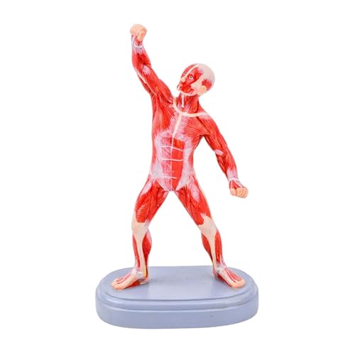 Modelo anatómico de músculos de PVC portátil para entrenamiento clínico y anatomía
