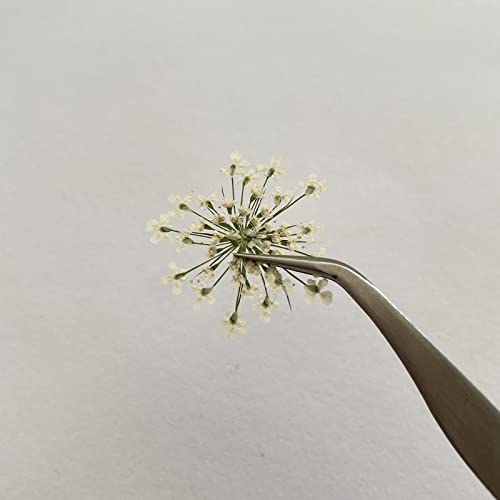 100 piezas flores secas Ammi majus prensadas naturales miniatura 3