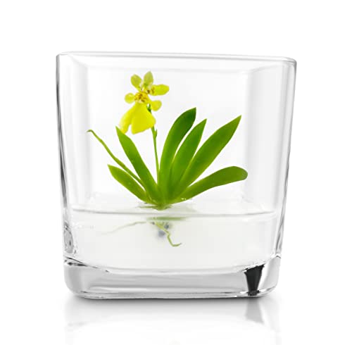 Bloomify Miniature Orchid Terrarium, Open Pot Design, Maintenance Free, 3" Glass Votive #TOP2