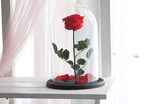 Amazon Com Beauty And The Beast Rose Live Forever Rose Enchanted Rose Home Kitchen Amazon Com Beauty And The Beast Rose Live Forever Rose Enchanted Rose Home Kitchen