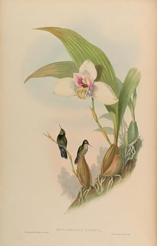 Impression prints toile haut de gamme oiseau Myiabeilla Typica