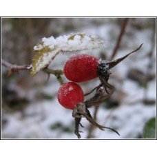 Miniatura 2 de Aceite de semilla de rosa mosqueta, prensado en frío, proveedor orgánico certificado por USDA e ISO 9001 (amarillo, 1 oz)