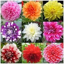 Audbhidhi Dahlia Flower Seeds Multicolor Winter Season Suitable for Home Gardening (20 Seeds Pack) (B0B77HSC5F) Amazon Price History, Amazon Price Tracker
