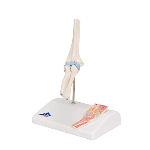 Image of 3B Scientific A87 /1 Mini Elbow Joint w /cross sec of bone on base - 3B Smart Anatomy
