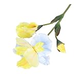 pofluany