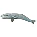 Safari Ltd  Monterey Bay Aquarium Sea Life Gray Whale Adult
