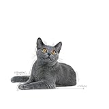 ROYAL CANIN Dental Care | Doppelpack | 2 x 400 g | Trockenfutter für ausgewachsene Katzen | Zur Unterstützung der Gesundheit und Maulhygiene | Mit einem Zahnpflege-Aktivnährstoff