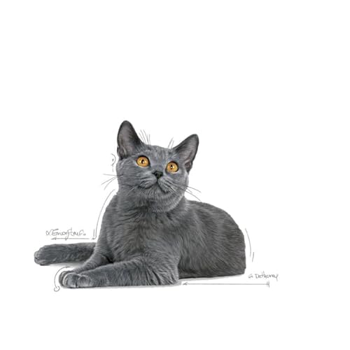 Royal Canin Dental Care Adult Dry Cat Food 2 x 400g - Image 5