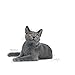 ROYAL CANIN Dental Care | Doppelpack | 2 x 400 g | Trockenfutter für ausgewachsene Katzen | Zur Unterstützung der Gesundheit und Maulhygiene | Mit einem Zahnpflege-Aktivnährstoff