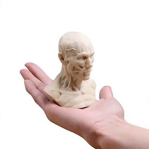Global-Dental Model ludzki anatomia czaszka głowa mięsień kość model medyczny mini rozmiar
