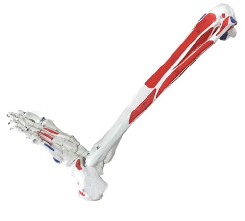 Squelette de jambe humaine avec pied AMITD en PVC 6 parties pour étude