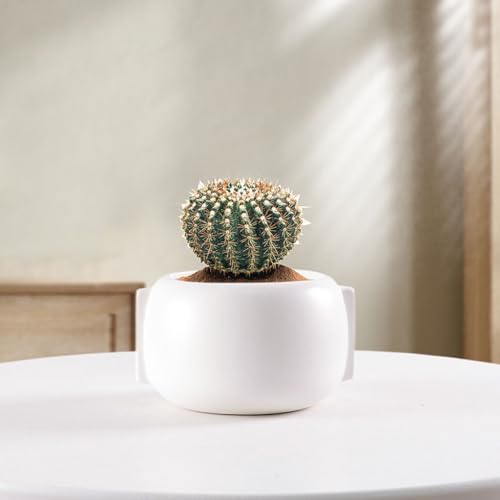 Pots de fleurs décoratifs pour sublimer les petits espaces