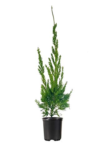 Hollywood Juniper - Juniperus Chinensis Torulosa - 1 Live Quart Size Tree - Drought Tolerant Cold Hardy Evergreen Plant