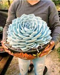 Giant Echeveria Succulent Seeds - 50 Seeds Eco Pack For Home Garden - Grow Indoor & Outdoor (B09KNSDFKH) Amazon Price History, Amazon Price Tracker