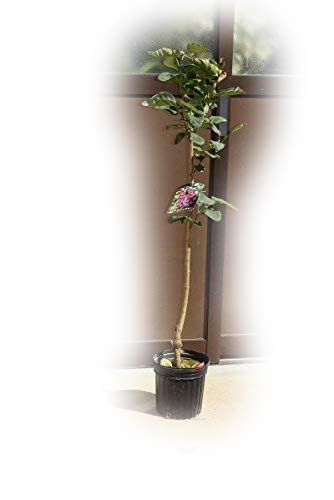 Amazon.co.jp: らいらっく苗 ピンクライラックミシェル