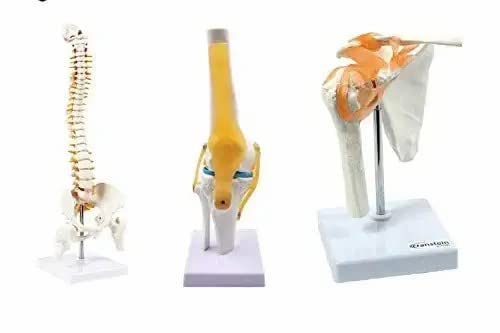 MEDITEK ONLINESpine Model, Knee Model, Shoulder Model, Premium Medical Quality, 95% Anatomical Accuracy