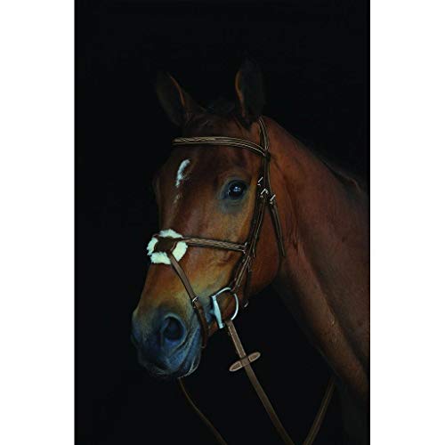 Collegiate Mono Crown Fancy Stitched Raised Jumper Figure 8 Bridle, Brown, Cob