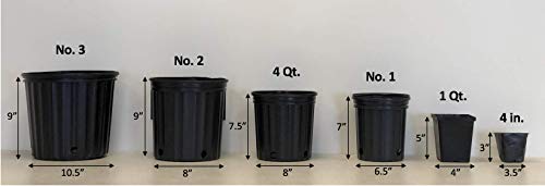 Perennial Farm Marketplace Calamagrostis Brachytricha (Korean Feather Reed) Ornamental Grass, Size-#1 Container, Green Foliage #TOP6