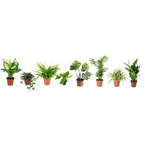 Pack de 8 Plantas de Interior Naturales Que Toleran la Oscuridad Plantas Que Viven con muy Poca Luz