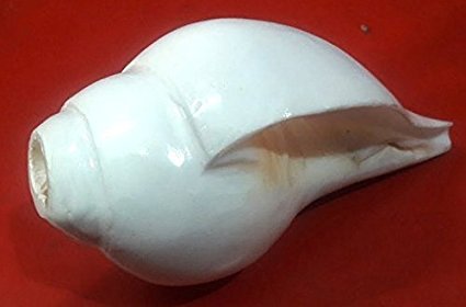 Divya Shakti White Vamvarti and Blowing Shankh (Bajnewala) / Conch 6-INCH (Religious Item)