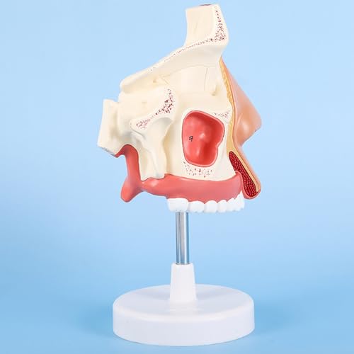Modèle d'anatomie nasale humaine pour clarifier les structures complexes - 3