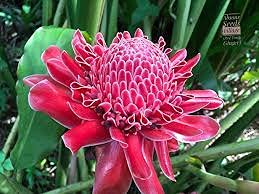 RED TORCH GINGER LIVE RARE PLANT sml potted starter