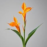 3 piezas Bulbos de caña de flor india flores del jardin comprar plantas de canna plantas en maceta resistentes Bastón de flor india - canna plantas de balcon Las plantas de jardín