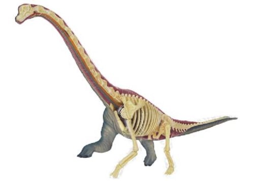 立体パズル4D VISION Amazon.co.jp: Tedco 入学祝い 科学おもちゃサイエンストイ 教材