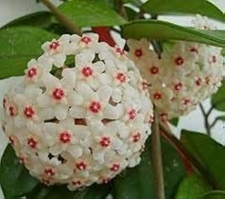 Green Seeds Co. Hoya Bonsais, Pot Plants, Hoya Carnosa Flower Bonsai Garden Plants, Perennial Planting, 20 PCs/Bag House Plants