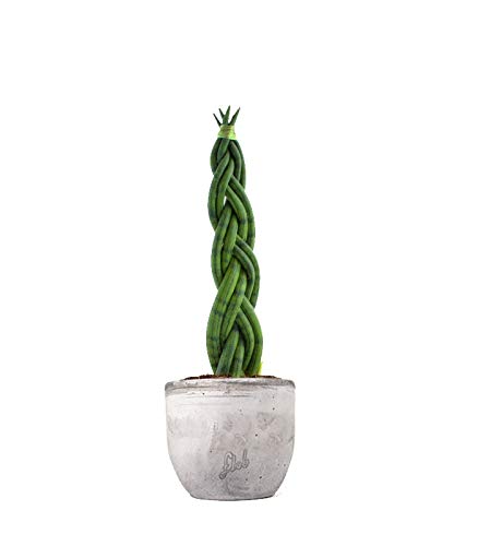 Sansevieria Intrecciata Altezza 45 cm, Pianta Vera, Pianta da Interno, Vaso Artigianale in Cemento