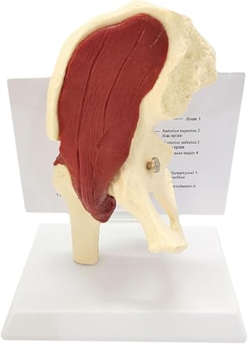 Articulation de la hanche humaine avec modèle musculaire grandeur nature pour étude anatomique