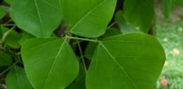 Minnal Traders Fresh Kalyana Murungai Leaves | Pangara | Coral Tree Leaf | Erythrina Variegata Fresh Leaves - 50 grams