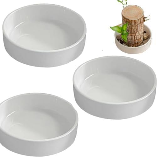 3 soportes para plantas de madera brasileña, bandeja mágica de madera brasileña de la suerte, bandeja hidropónica en maceta, base de maceta m-ini, adornos de plato para escritorio