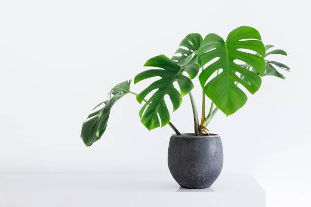 Image of Monstera Deliciosa Live Plant - Pack of 1 Healthy Indoor Green Plant Perfect for Fresh, Natural, Long-Lasting Home and Workspace Appeal